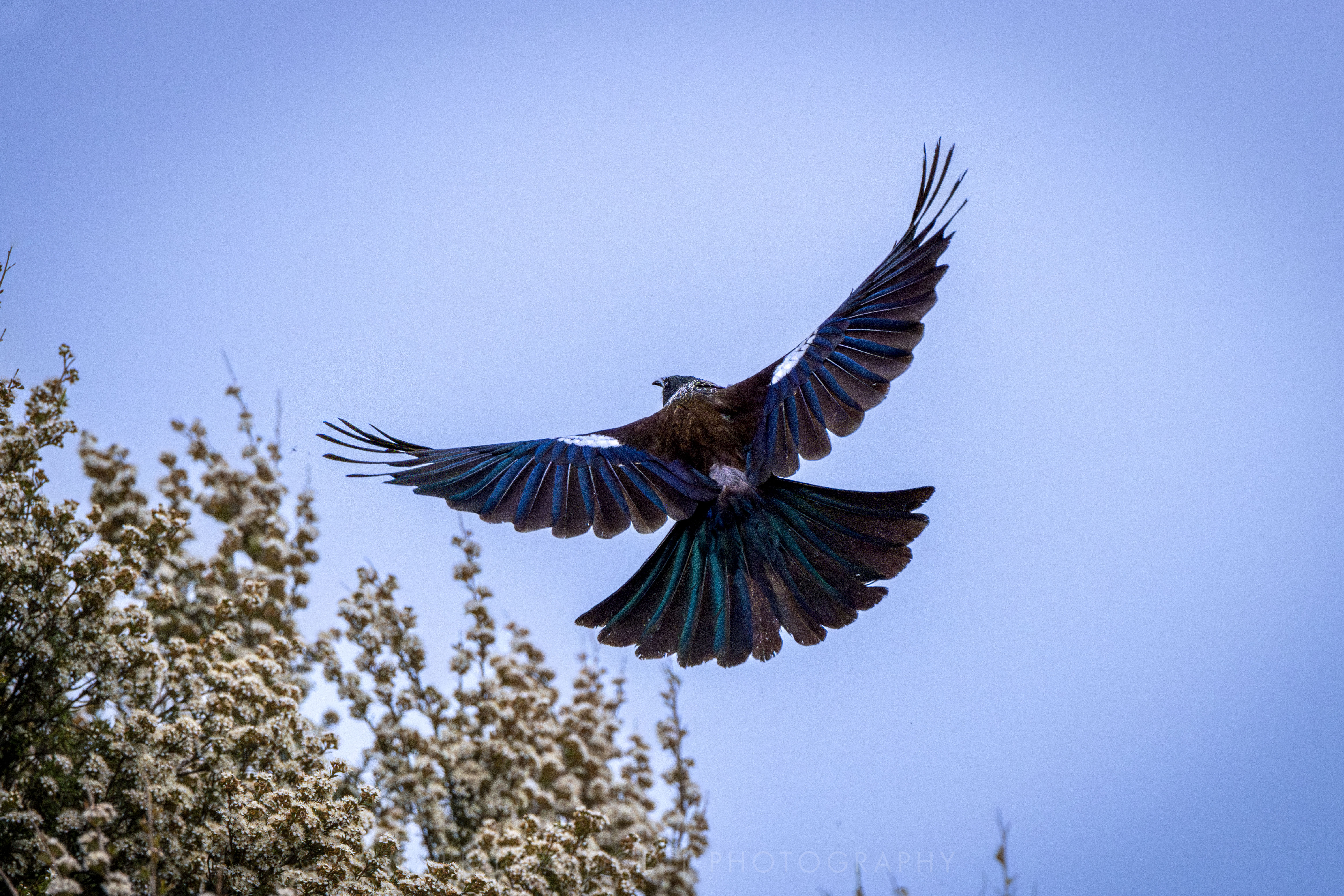 Tui on the Wing
